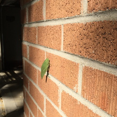 007 before-closeup addition brick